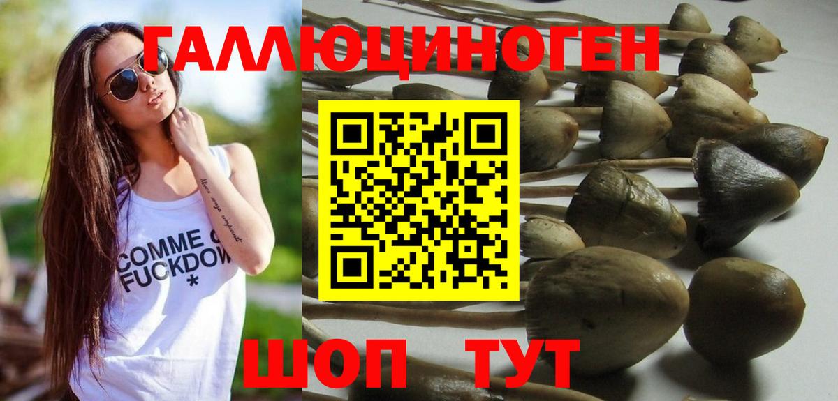 Галлюциногенные грибы Psilocybine cubensis Красногорск